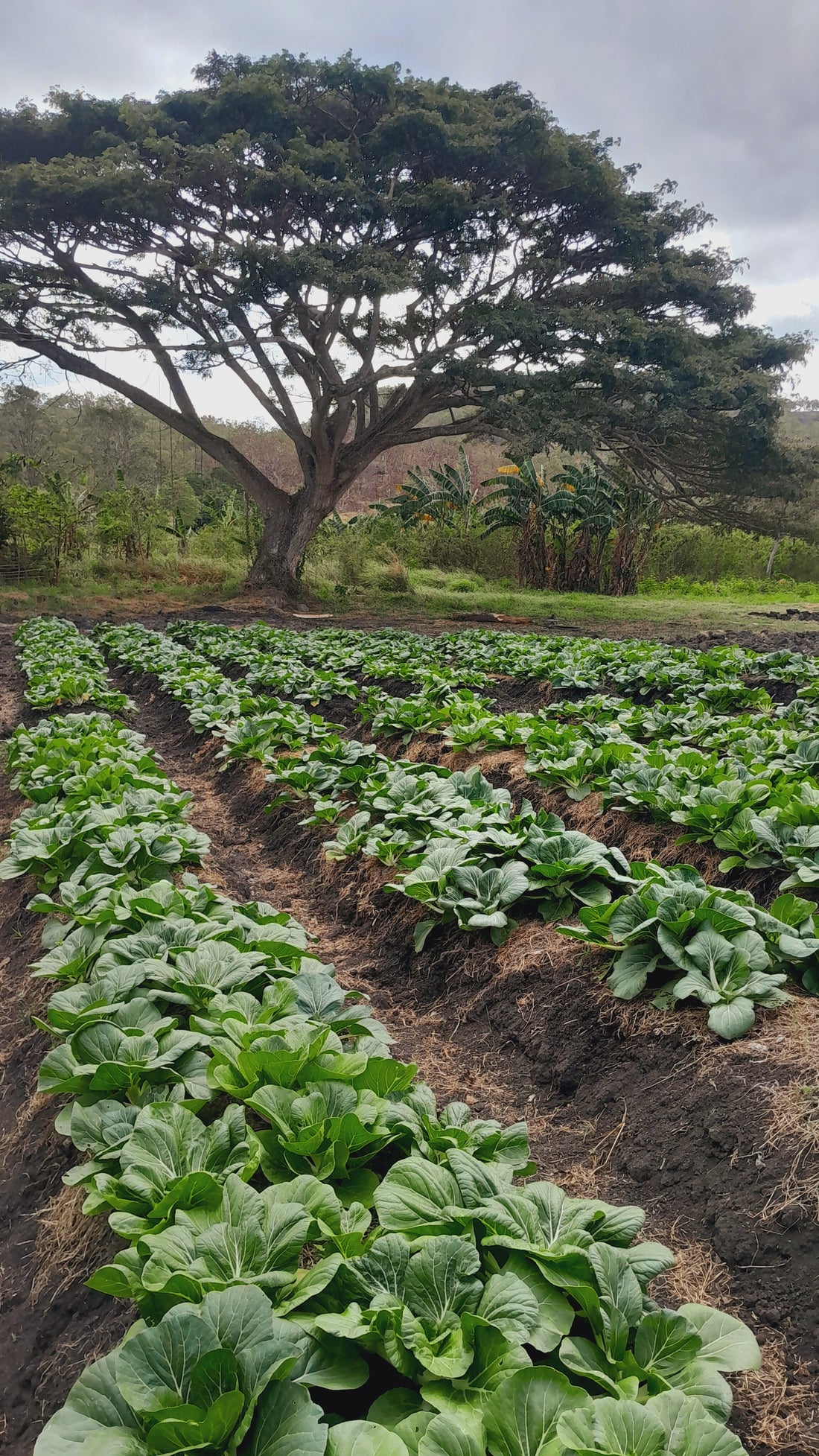 Welcome to Coco Loco Wellness: Nourishing People, Supporting Communities & Building Financial Inclusion in PNG