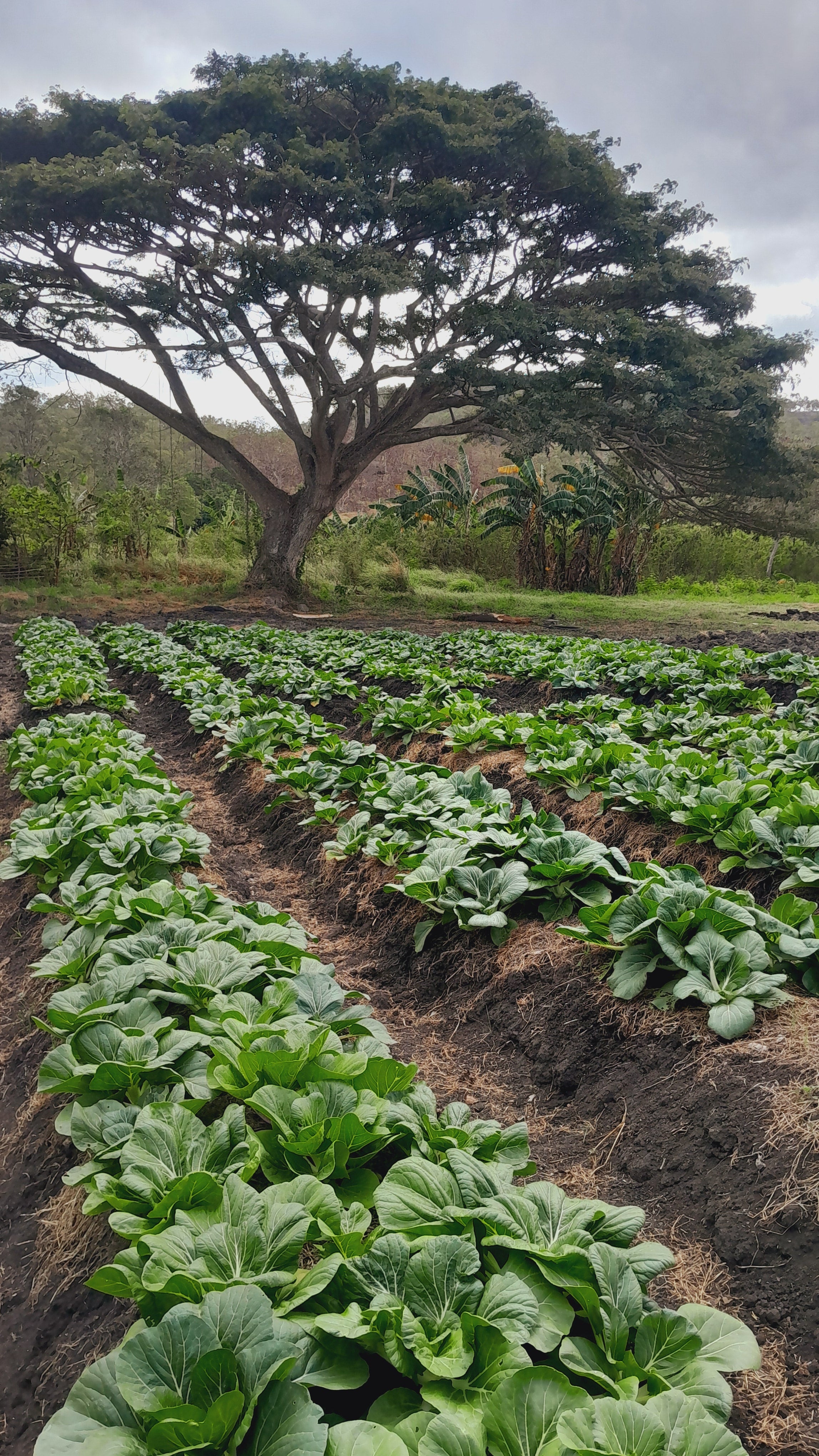 Welcome to Coco Loco Wellness: Nourishing People, Supporting Communities & Building Financial Inclusion in PNG