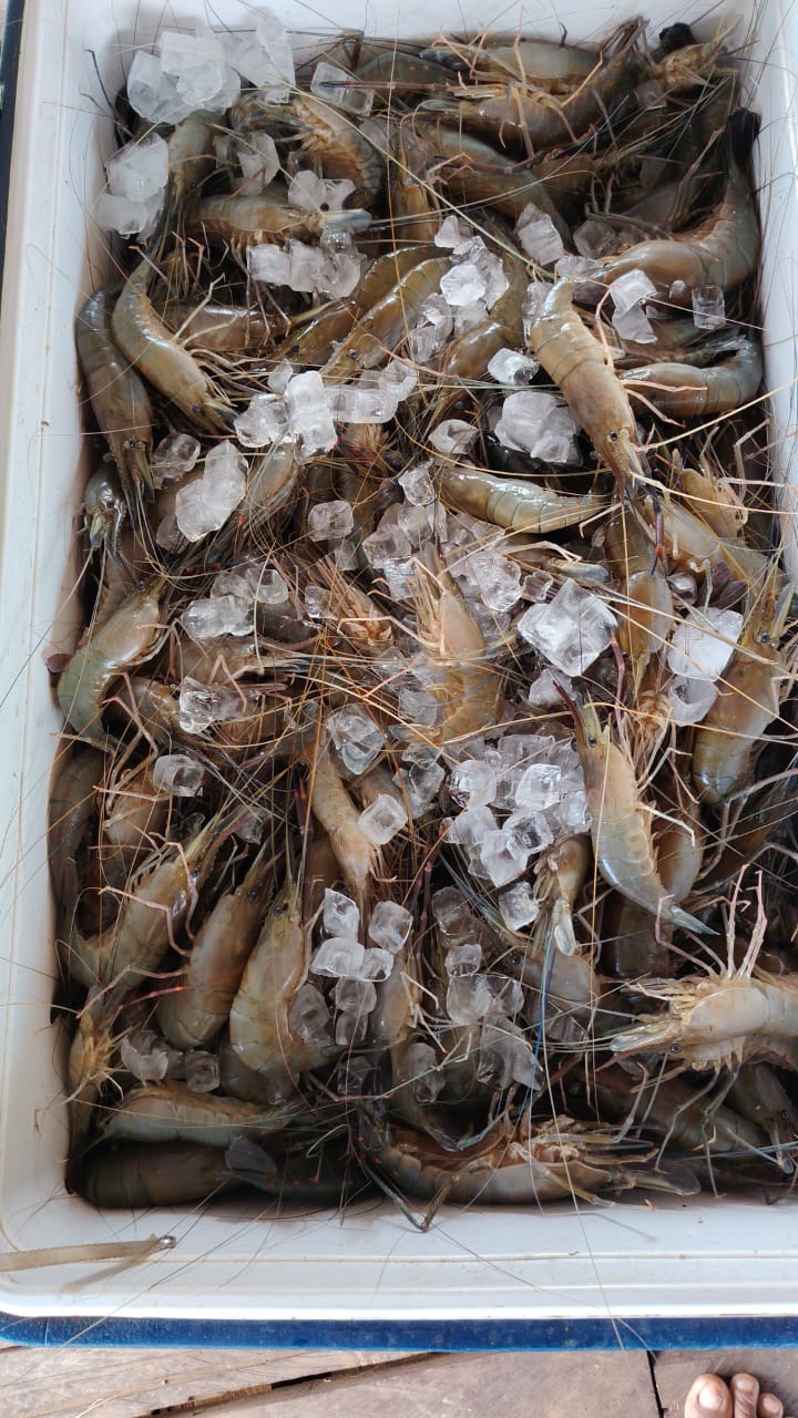 Premium Balimo Freshwater Prawns  (Wild-caught) 1kg