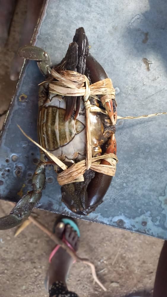 Manumanu female small live mud crab