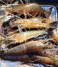 Premium Balimo Freshwater Prawns  (Wild-caught) 1kg