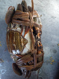 Manumanu Medium Female Wild Mud crabs